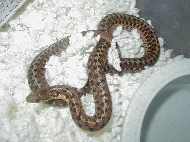 Eastern DH Carteret Cty erythristic x Schuett albino eastern 4