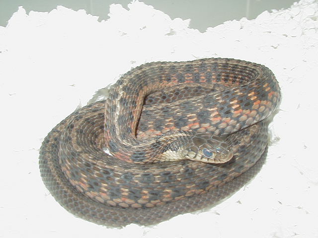 Eastern DH Carteret Cty erythristic x Schuett albino eastern 6