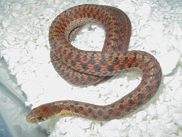 Eastern DH Carteret Cty erythristic x Schuett albino eastern  8