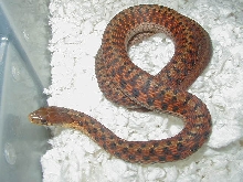 Eastern DH Carteret Cty erythristic x Schuett albino eastern 7