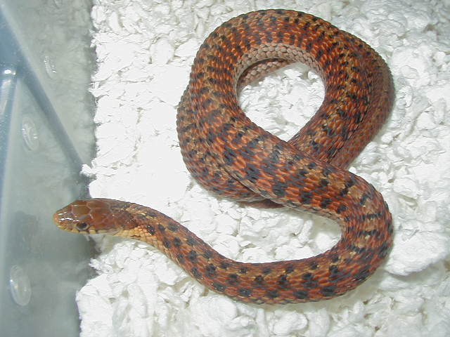 Eastern DH Carteret Cty erythristic x Schuett albino eastern 7