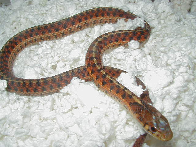 Eastern DH Carteret Cty erythristic x Schuett albino eastern 9