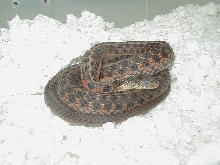 Eastern DH Carteret Cty erythristic x Schuett albino eastern 10
