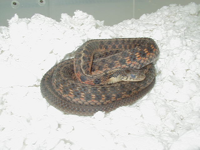 Eastern DH Carteret Cty erythristic x Schuett albino eastern 10