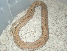 Eastern unusual morph