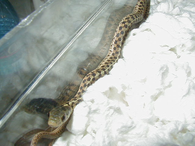 Eastern Carteret Cty erythristic x Schuett albino double het Male A  04 03