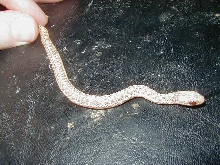 Eastern Ery albino 1 from Myrtle Beach DH x Myrtle Beach DH 4 DH 06 13 2009