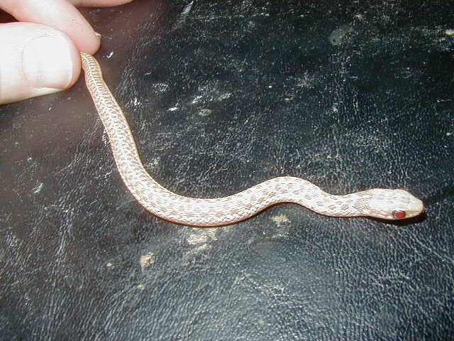 Eastern Ery albino 1 from Myrtle Beach DH x Myrtle Beach DH 4 DH 06 13 2009