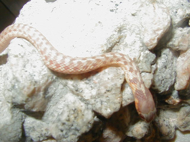 Eastern Ery albino 2 from Carteret Cty DH x Carteret Cty DH 2  CB 09 06 13