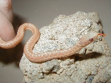 Eastern Ery albino 6 from Myrtle Beach DH x Myrtle Beach DH 4 3 VERY NICE