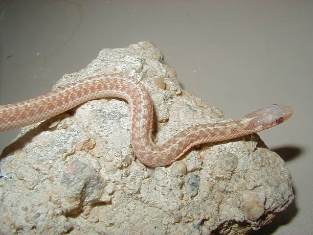 Eastern Ery albino 7 male from Myrtle Beach 2 DH x Carteret Cty 2 DH 06 30