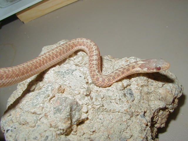 Eastern Ery albino 7 male from Myrtle Beach 2 DH x Carteret Cty DH 06 30 20