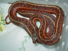 Erythristic eastern from South Carolina