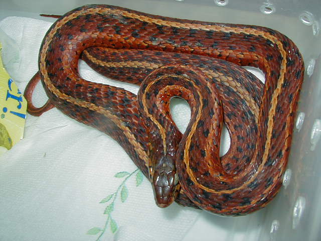 Erythristic eastern from South Carolina