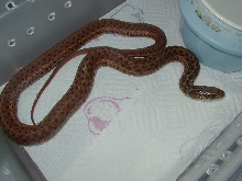 Erythristic eastern-Florida locality