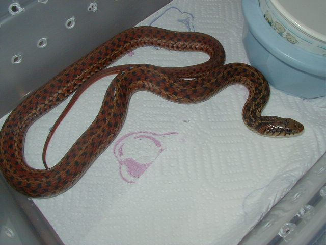 Erythristic eastern-Florida locality
