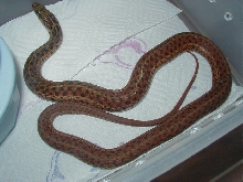 Erythristic eastern-Florida locality