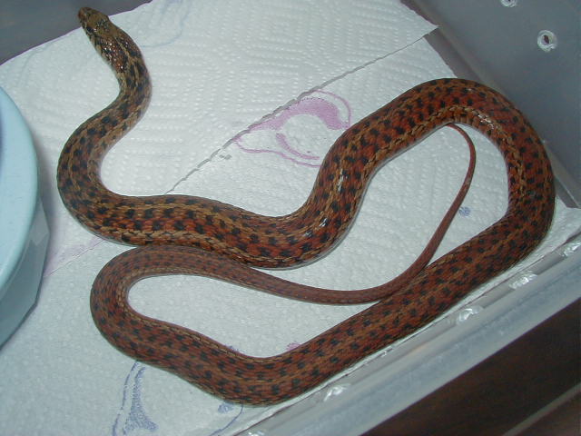 Erythristic eastern-Florida locality