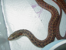 Erythristic eastern-Florida locality