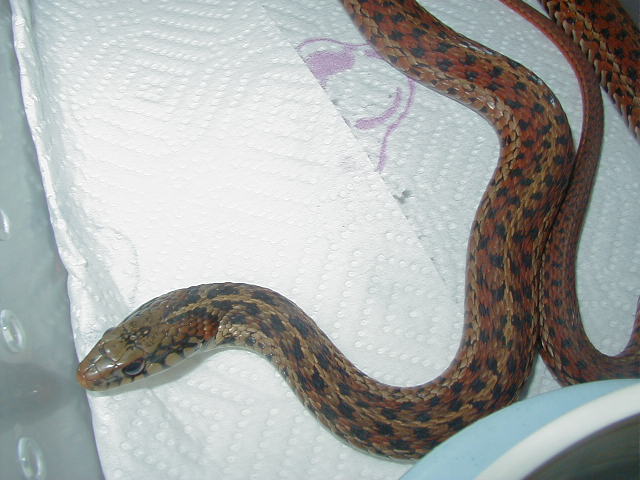 Erythristic eastern-Florida locality