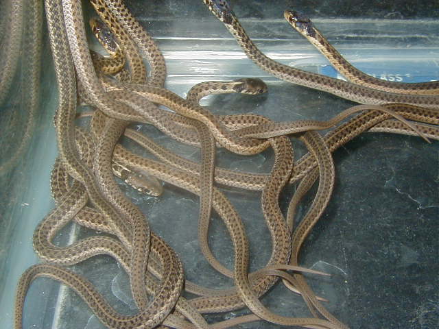 Myrtle Beach ery east x Schuett albino double hets (group shot)