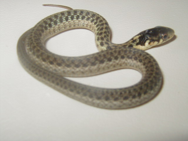 Myrtle Beach ery east x Schuett albino double het
