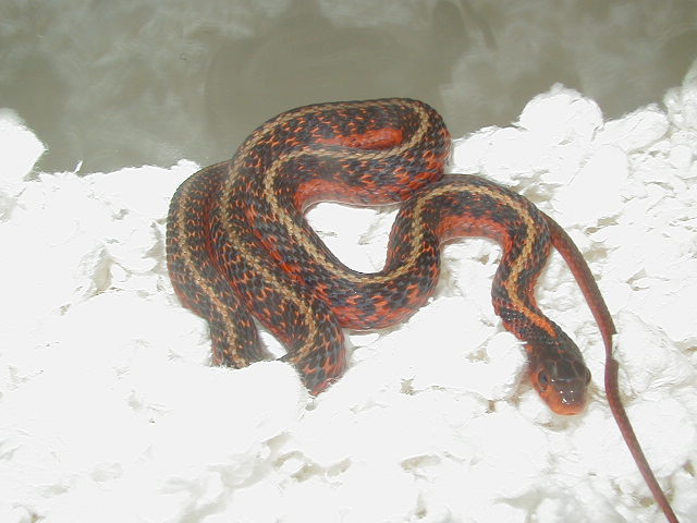 Eastern Flame het anerythristic male 05 12 2009