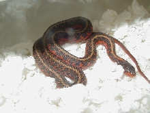 Eastern Flame het anerythristic male 2 05 12 2009