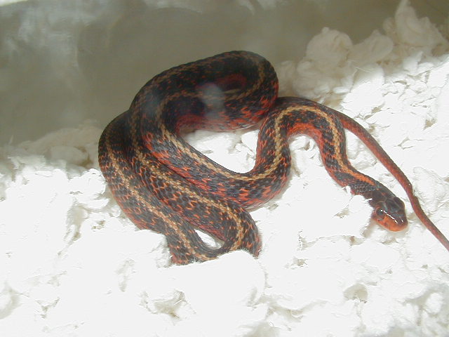 Eastern Flame het anerythristic male 2 05 12 2009