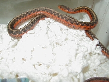 Eastern Flame het anerythristic male 3 05 12 2009