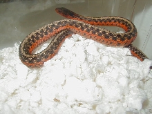 Eastern Flame het anerythristic male 4 05 12 2009