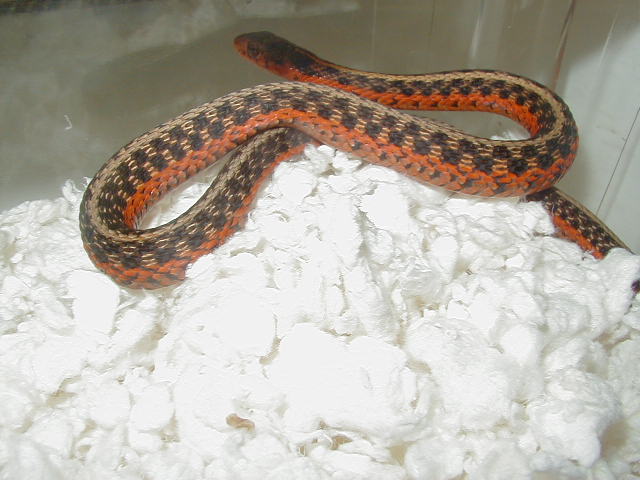 Eastern Flame het anerythristic male 4 05 12 2009