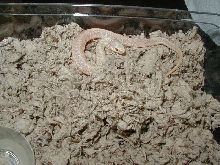 Florida Albino Eastern CB 2006