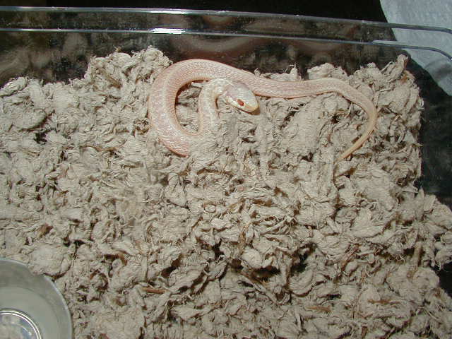 Florida Albino Eastern CB 2006