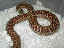Eastern Florida erythristic 05 female 04 11 2009