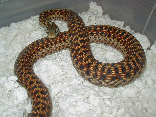 Eastern Florida erythristic 05 female 04 11 2009