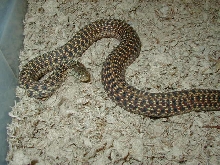 Eastern garter Florida erythristic subadult female