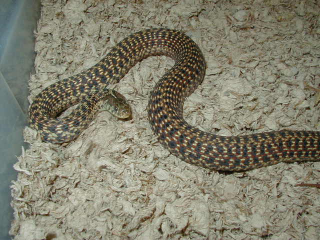 Eastern garter Florida erythristic subadult female