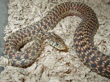 Eastern garter Florida erythristic subadult female