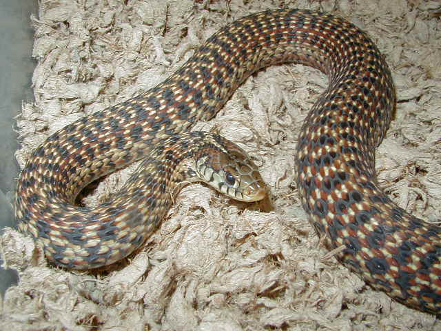 Eastern garter Florida erythristic subadult female