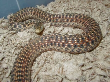 Eastern garter Florida erythristic subadult female