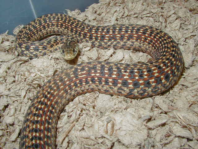 Eastern garter Florida erythristic subadult female