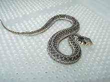 Florida 66% Possible het  Albino Eastern CB 2006