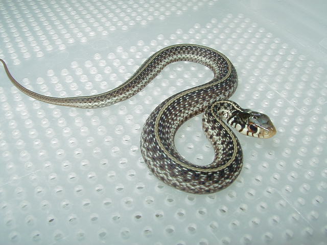 Florida 66% Possible het  Albino Eastern CB 2006