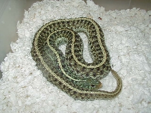 Het Florida albino adult female