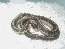 Eastern Het anerythristic/Possible het snow 2 CB 2008 01 13 2009