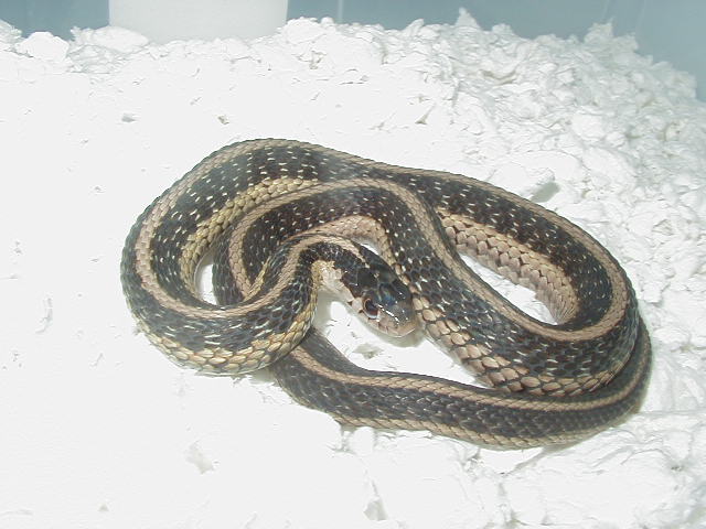 Eastern Het anerythristic/Possible het snow 2 CB 2008 01 13 2009