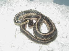 Eastern Het anerythristic/Possible het snow CB 2008 01 13 2009
