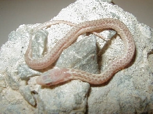 Eastern J Sarg 4 Myrtle Beach ery albino  CB 09 05 15 2009
