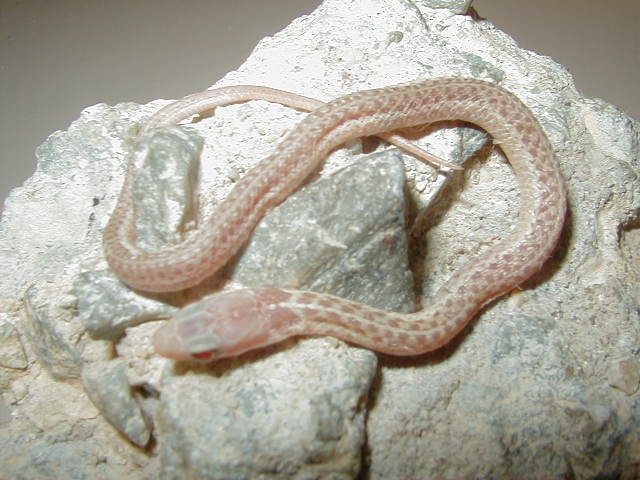 Eastern J Sarg 4 Myrtle Beach ery albino  CB 09 05 15 2009